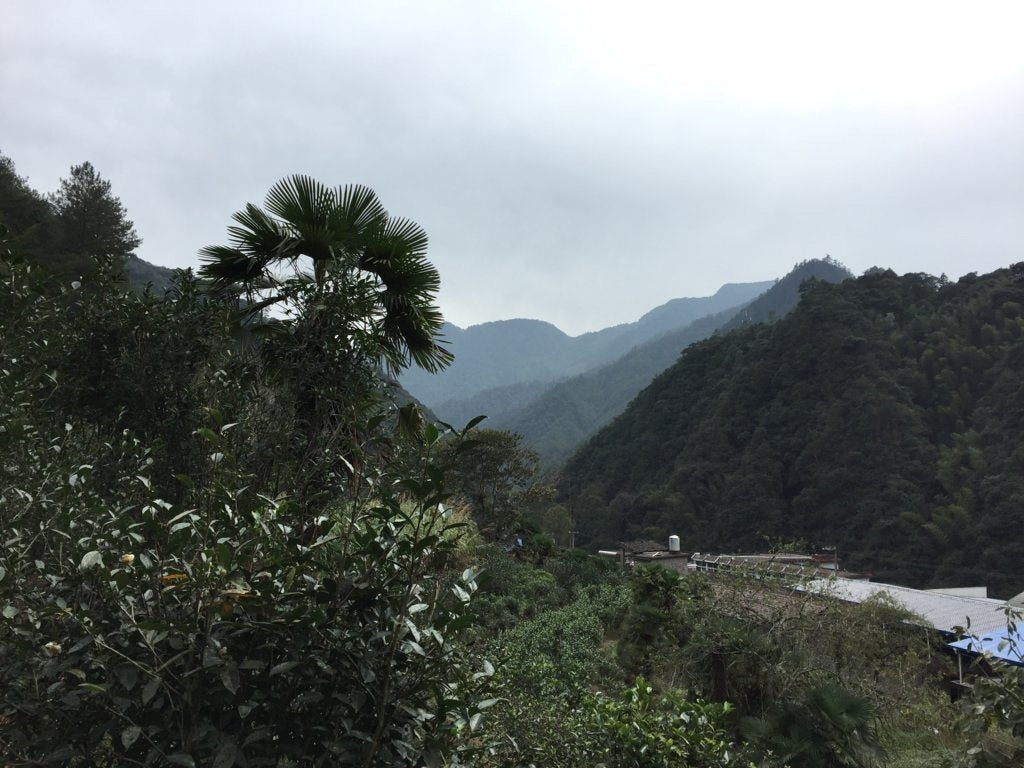 Tong Mu Guan Lapsang Souchong Old Bush Black Tea Lao Cong Hong Cha