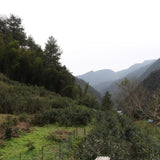 Tong Mu Guan Lapsang Souchong Old Bush Black Tea Lao Cong Hong Cha