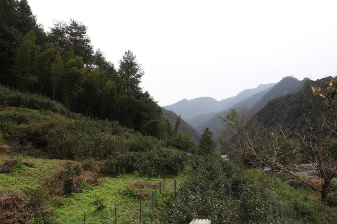 Tong Mu Guan Lapsang Souchong Old Bush Black Tea Lao Cong Hong Cha