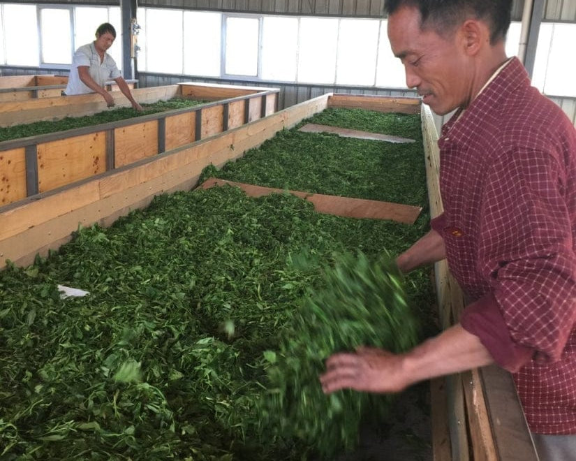 Yunnan Golden Buds Gongfu Black Tea Top Grade Dian Hong Jing Ya