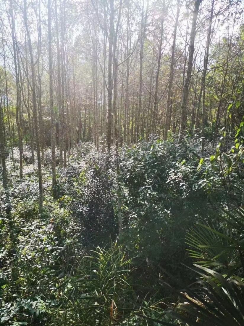 Wild Grown Lichuan Black Tea