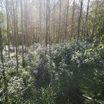 Wild Grown Lichuan Black Tea