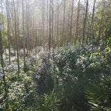 Wild Grown Lichuan Black Tea