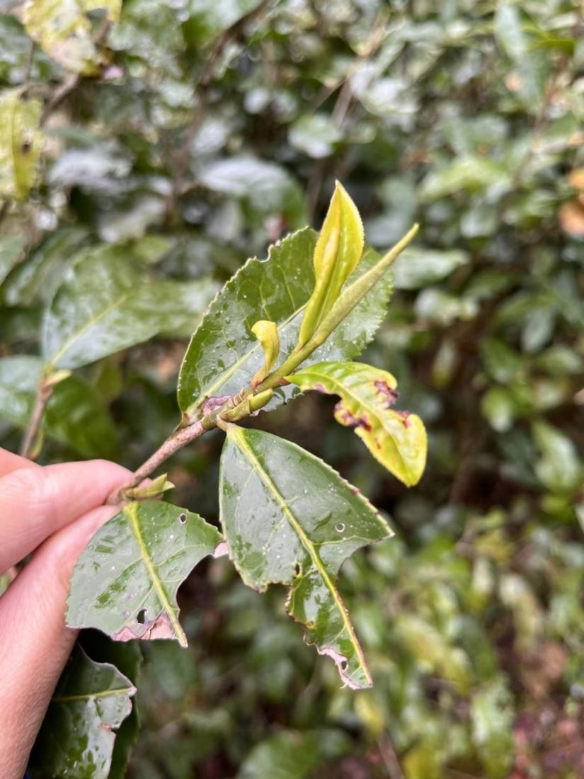 Wild Grown Lichuan Black Tea