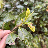 Wild Grown Lichuan Black Tea