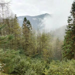 Wild Grown Lichuan Black Tea