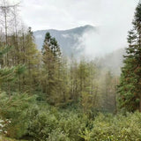 Wild Grown Lichuan Black Tea