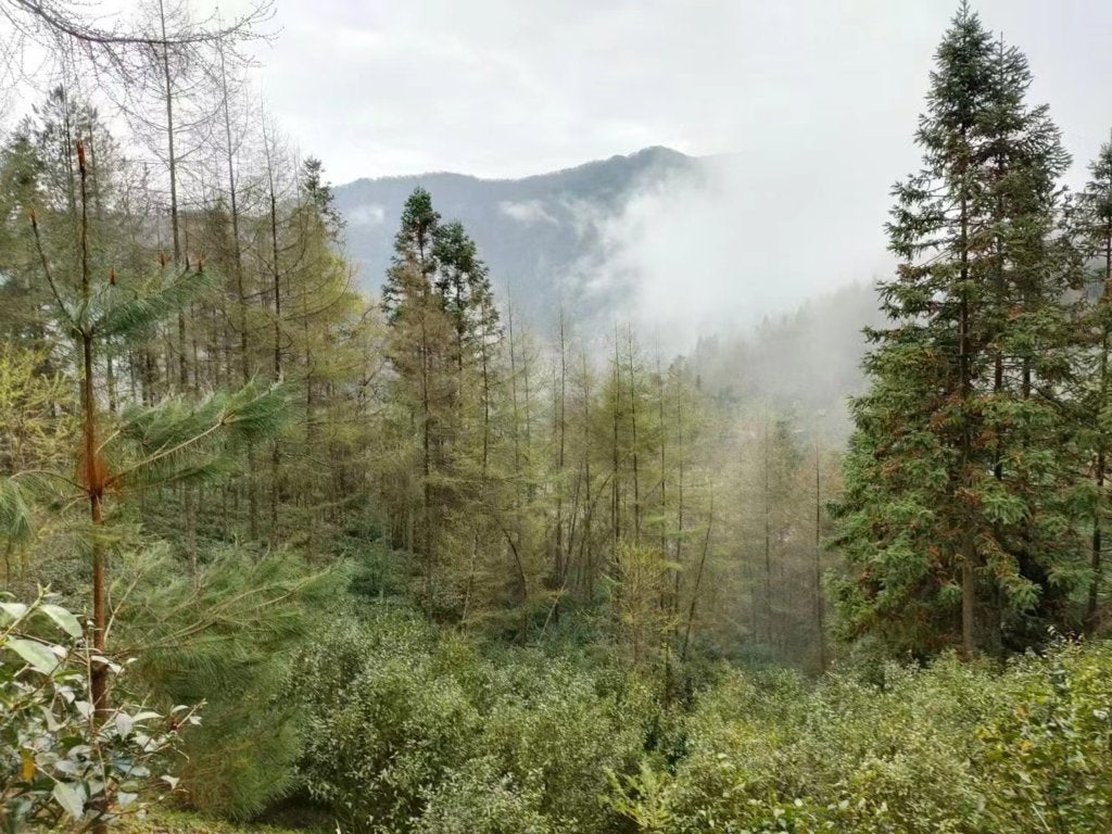 Wild Grown Lichuan Black Tea