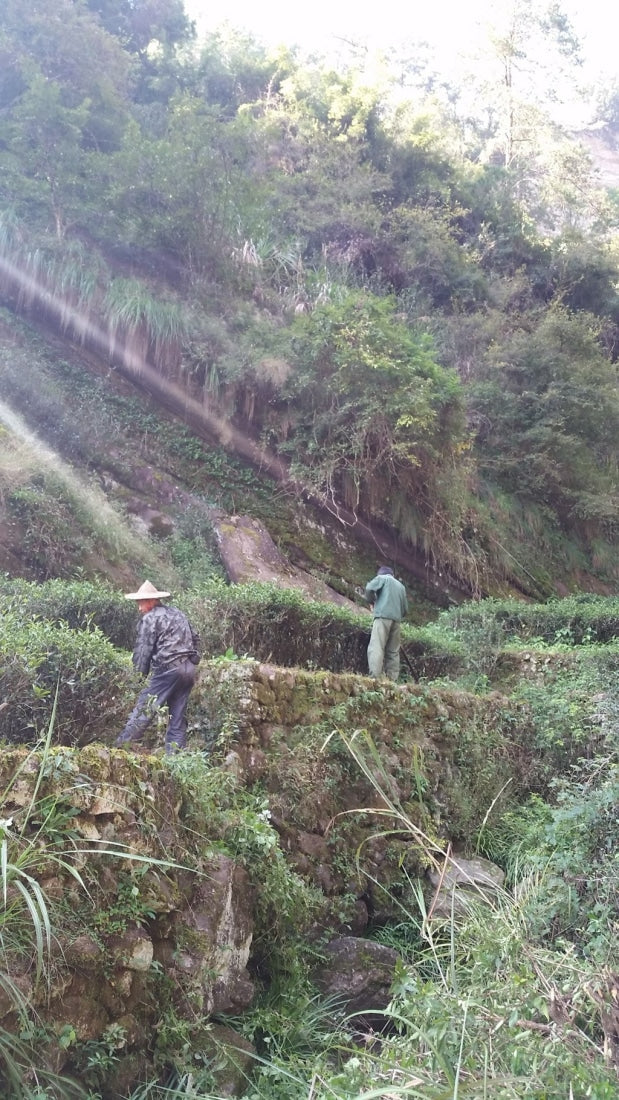 Authentic Wuyi Rock Oolong Tea Assortment Gift Box