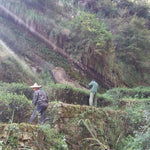 Authentic Wuyi Rock Oolong Tea Assortment Gift Box