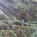 Authentic Wuyi Rock Oolong Tea Assortment Gift Box