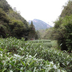 Authentic Wuyi Rock Oolong Tea Assortment Gift Box