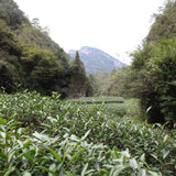 Authentic Wuyi Rock Oolong Tea Assortment Gift Box