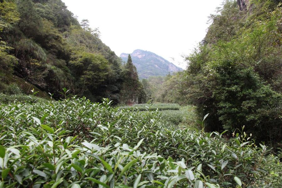 Gift - Authentic Wuyi Rock Oolong Zhen Yan Tea Reserve Assortment -