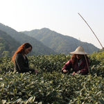 Authentic Mei Jia Wu West Lake Dragon Well Xi Hu Long Jing Green Tea