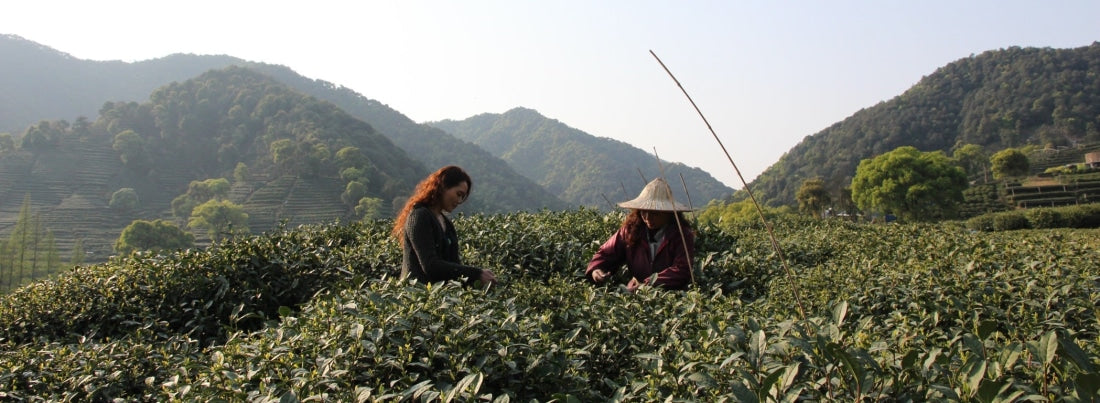 Authentic Mei Jia Wu West Lake Dragon Well Xi Hu Long Jing Green Tea