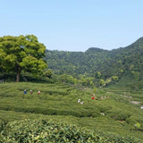 Authentic Mei Jia Wu West Lake Dragon Well Xi Hu Long Jing Green Tea