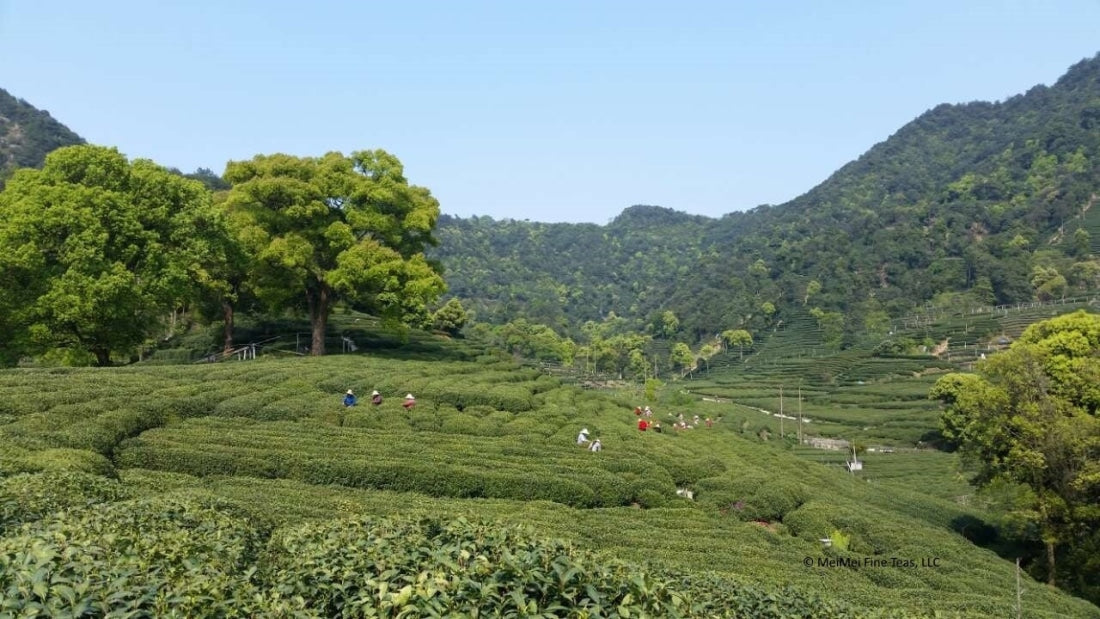 Authentic Mei Jia Wu West Lake Dragon Well Xi Hu Long Jing Green Tea