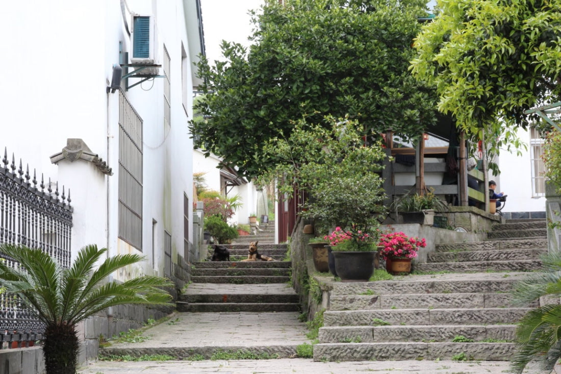 Authentic Mei Jia Wu West Lake Dragon Well Xi Hu Long Jing Green Tea