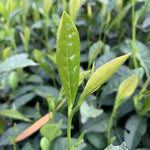 Award-Winning Artisan Lu An Gua Pian Green Tea Sunflower Seeds