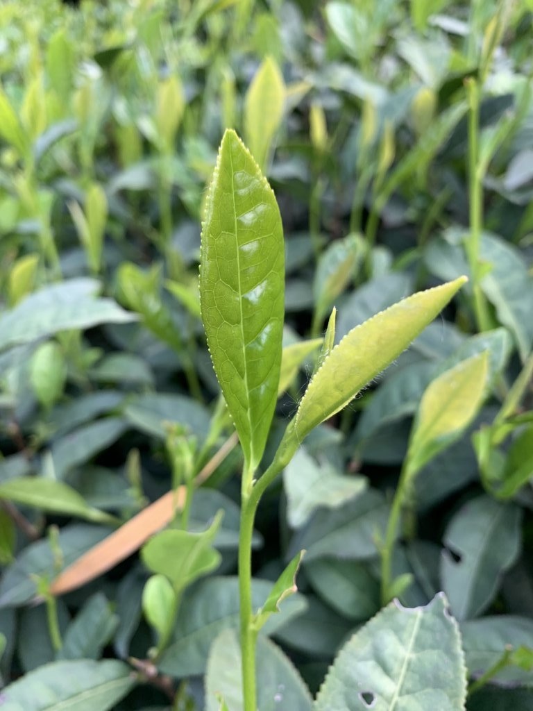 Green Tea - Award-Winning Artisan Lu An Gua Pian Melon Seeds Green Tea