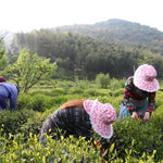 Award-Winning Artisan Lu An Gua Pian Green Tea Sunflower Seeds