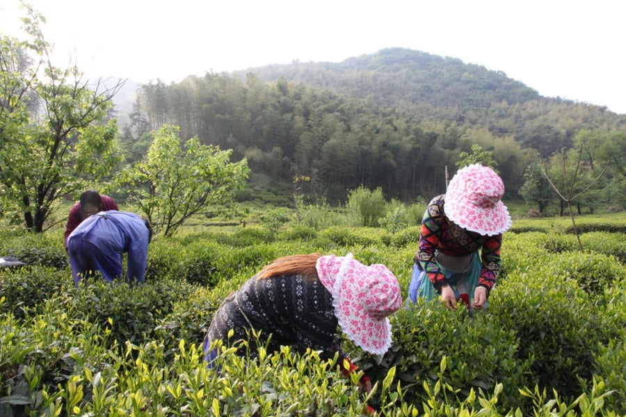 Green Tea - Award - Winning Artisan Lu An Gua Pian Melon Seeds Green