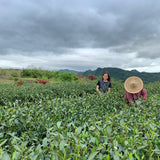 Award-winning Old Bush Dragon Well Green Tea Long Jing