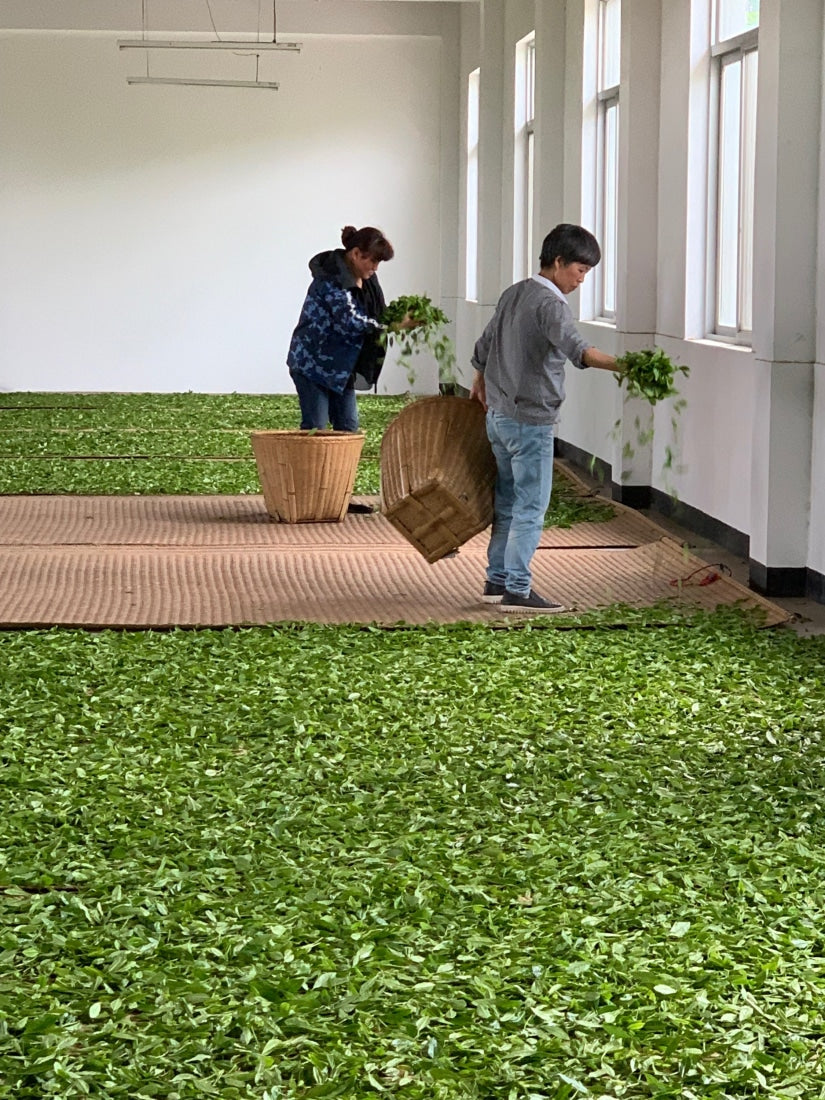 Award-winning Old Bush Dragon Well Green Tea Long Jing