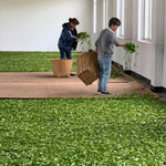 Award-winning Old Bush Dragon Well Green Tea Long Jing