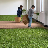 Award-winning Old Bush Dragon Well Green Tea Long Jing