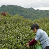 Award-winning Old Bush Dragon Well Green Tea Long Jing