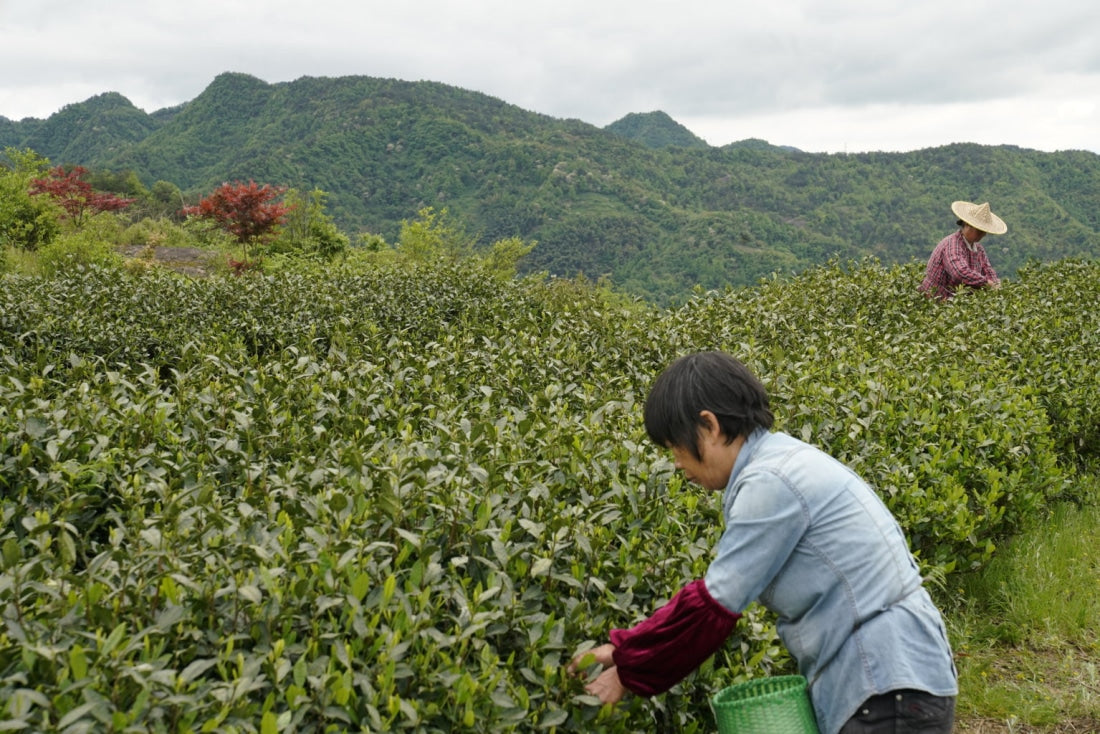 Award-winning Old Bush Dragon Well Green Tea Long Jing
