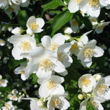 Award-Winning Fuding King Jasmine Silver Needle Tea