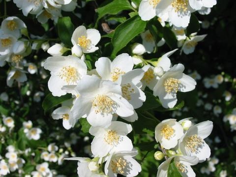 Award-Winning Fuding King Jasmine Silver Needle Tea