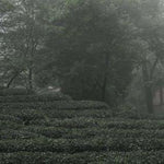 Early Spring Heirloom Zhu Ye Qing Green Tea Bamboo Tips