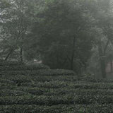 Early Spring Heirloom Zhu Ye Qing Green Tea Bamboo Tips