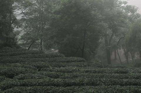 Early Spring Heirloom Zhu Ye Qing Green Tea Bamboo Tips