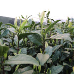 Authentic Top Grade Anji Bai Cha Green Tea