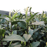 Authentic Top Grade Anji Bai Cha Green Tea