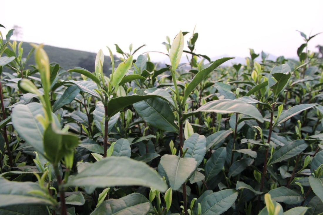 Authentic Top Grade Anji Bai Cha Green Tea