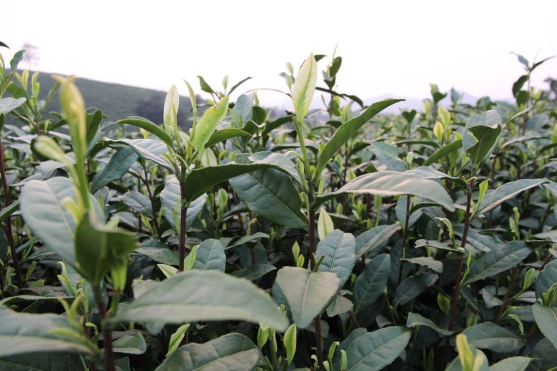 Authentic Top Grade Anji Bai Cha Green Tea