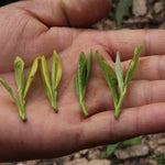 Authentic Top Grade Anji Bai Cha Green Tea