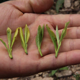 Authentic Top Grade Anji Bai Cha Green Tea