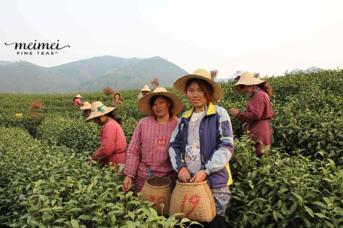 Authentic Top Grade Anji Bai Cha Green Tea