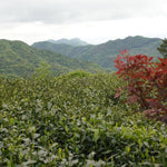 High Mountain Heirloom Dragon Well Green Tea Long Jing