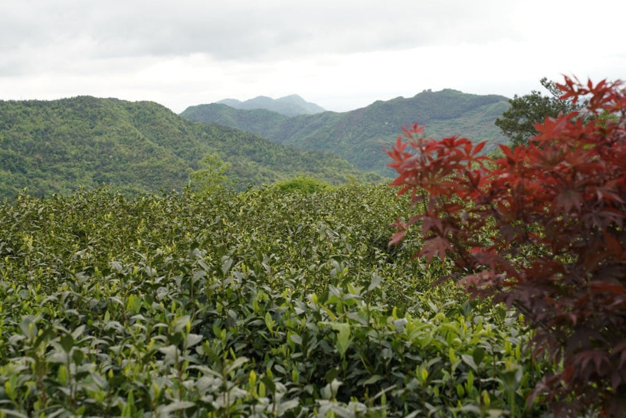 Green Tea - High Mountain Dragon Well Long Jing Green Tea - MeiMei