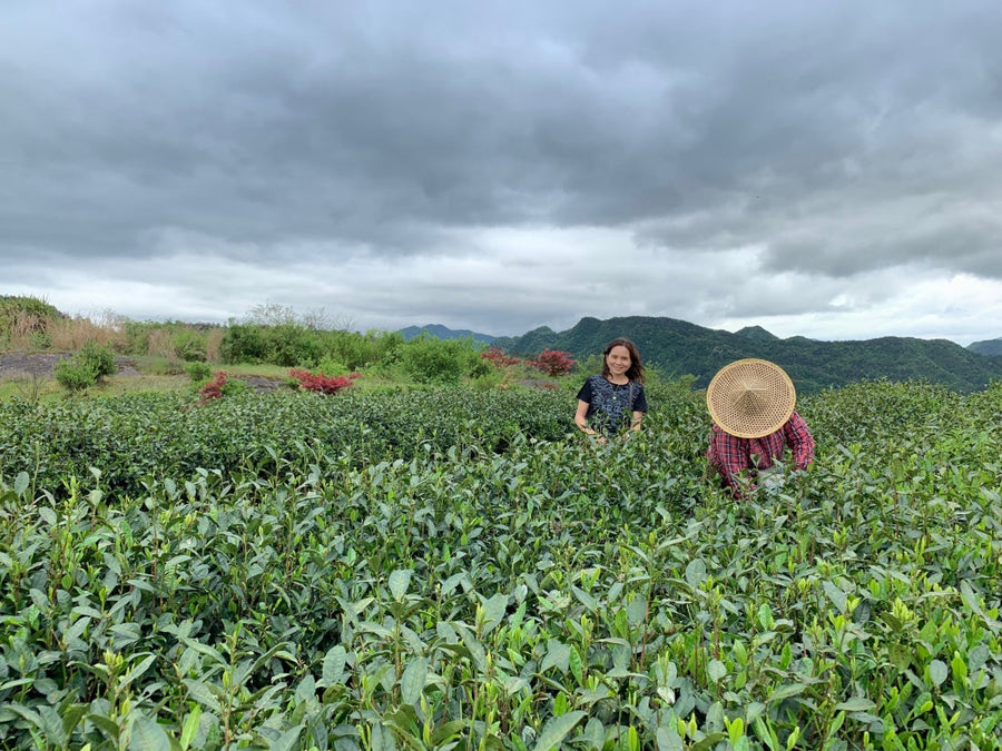 High Mountain Dragon Well Green Tea Long Jing