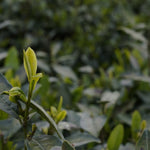 High Mountain Heirloom Dragon Well Green Tea Long Jing