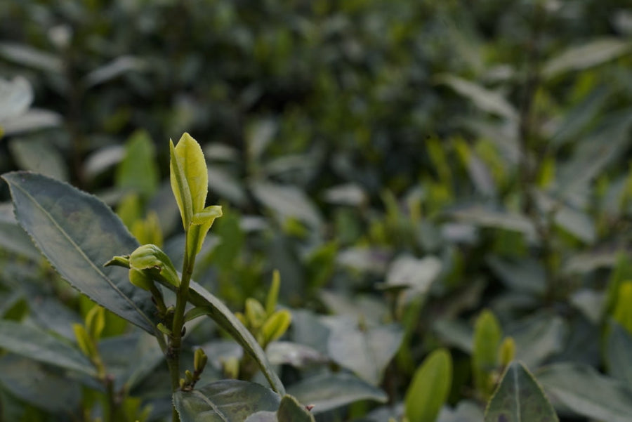 Green Tea - High Mountain Dragon Well Green Tea Long Jing - MeiMei